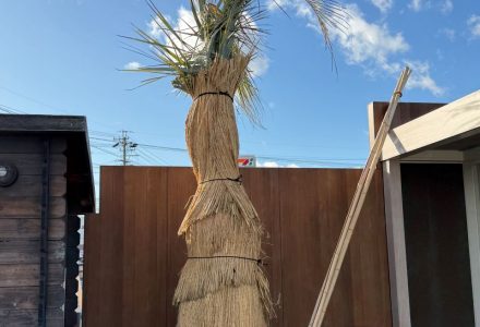 ココスヤシの冬支度と展示場の大掃除