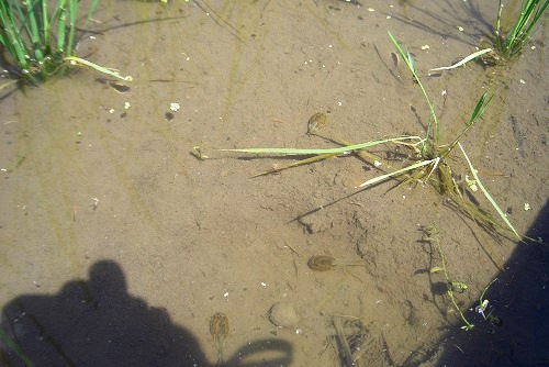 数十年ぶりに遭遇。