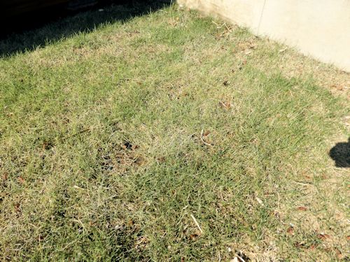 水不足の芝。