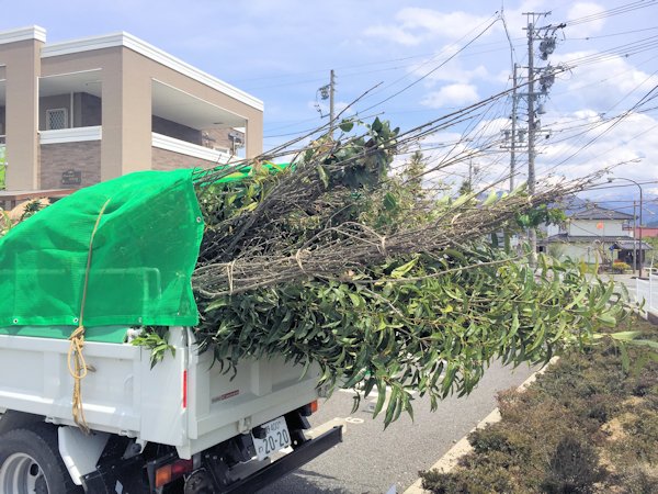 どんどん芽吹いてきました。