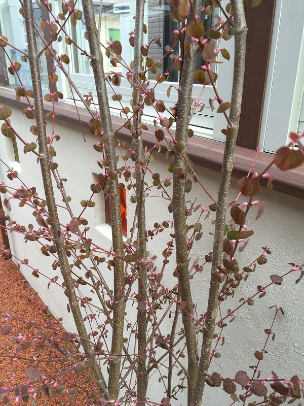 そろそろ新緑の季節です！