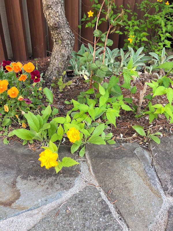 ヤマブキ　八重