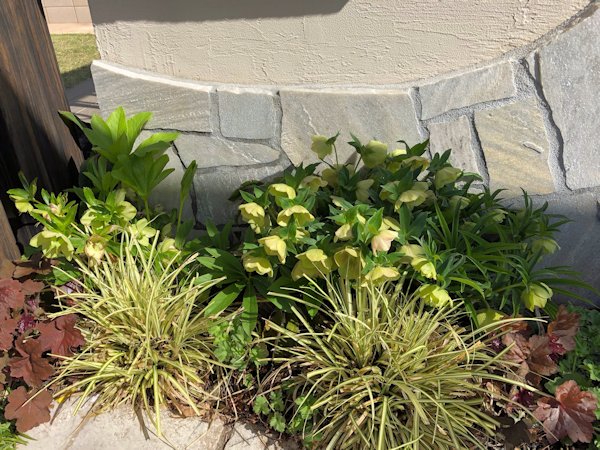 芽吹きの季節になりました！