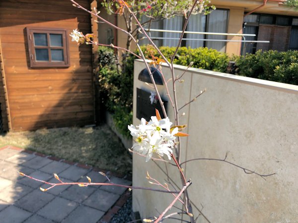 ジューンベリー