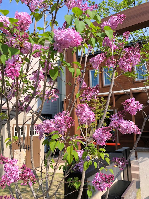 ã©ã¤ã©ãã¯