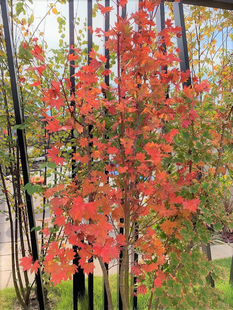 秋を感じよう！！