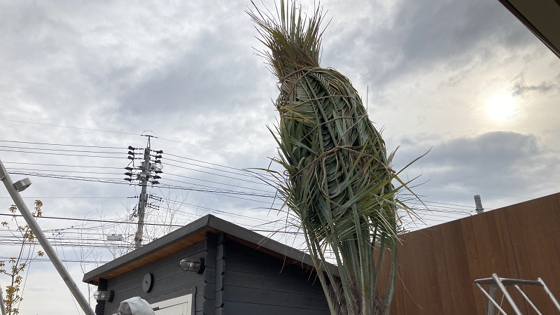 今年もココスヤシの冬囲いをしました！