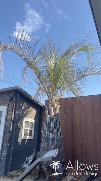 春の訪れとともに‐ココスヤシの『こも巻き』を外しました‐