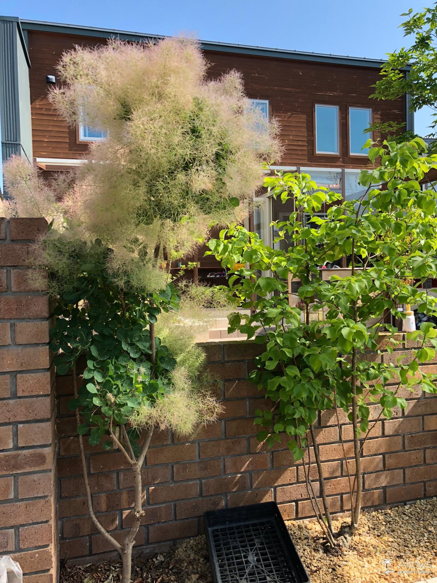 スモークツリー