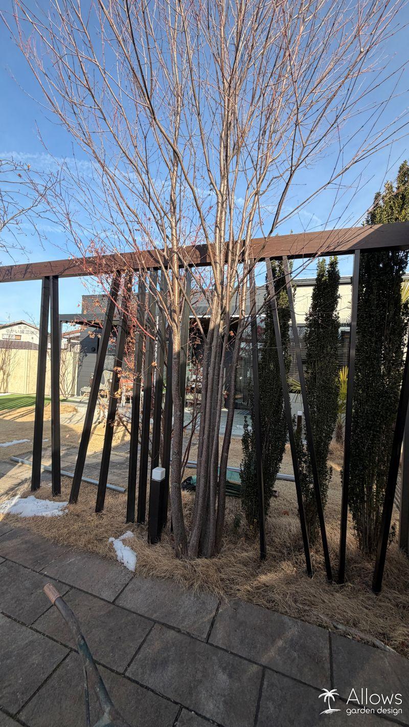 カツラの木を抜きました。