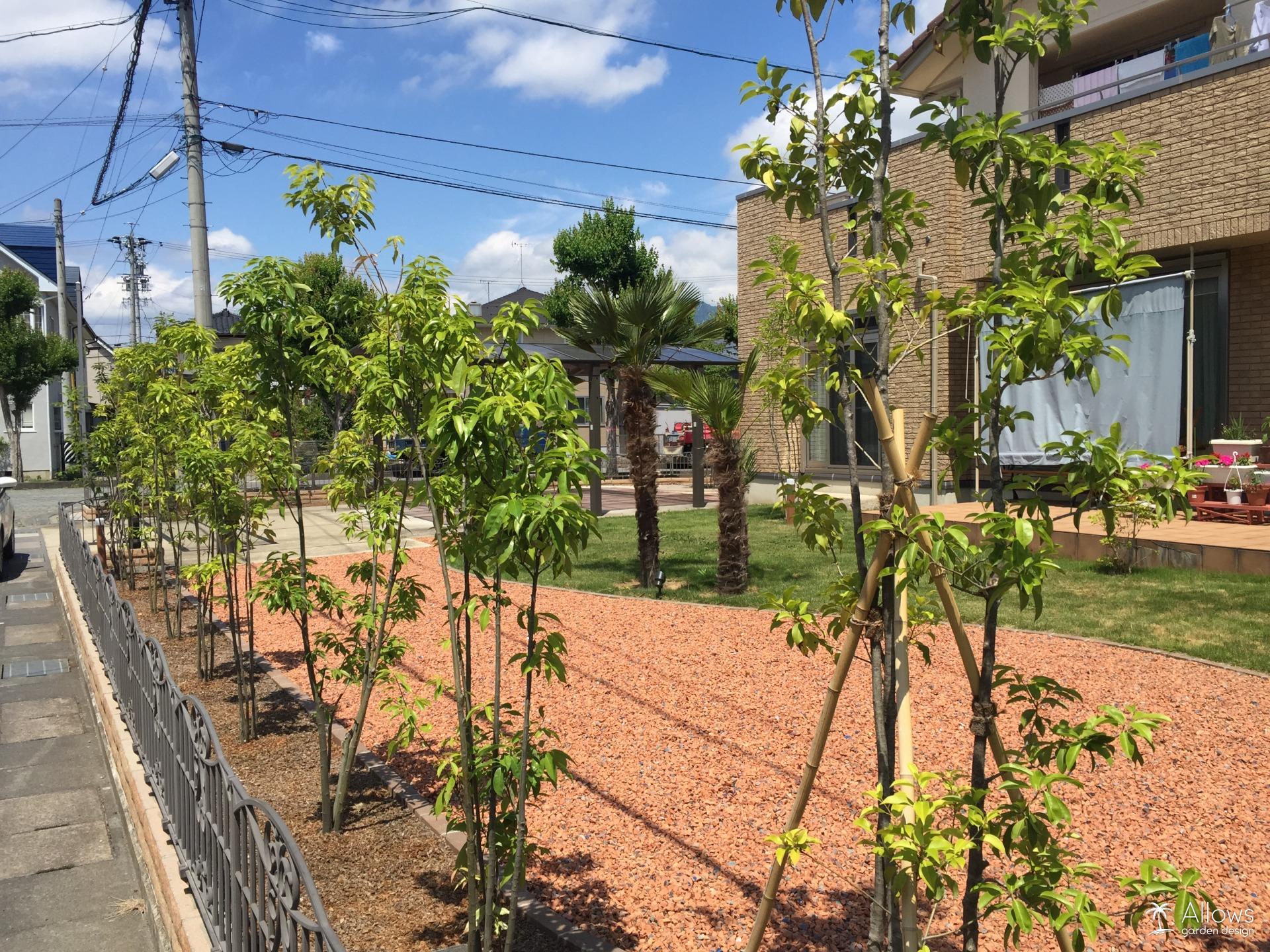 シラカシ列植（中央はソヨゴ）