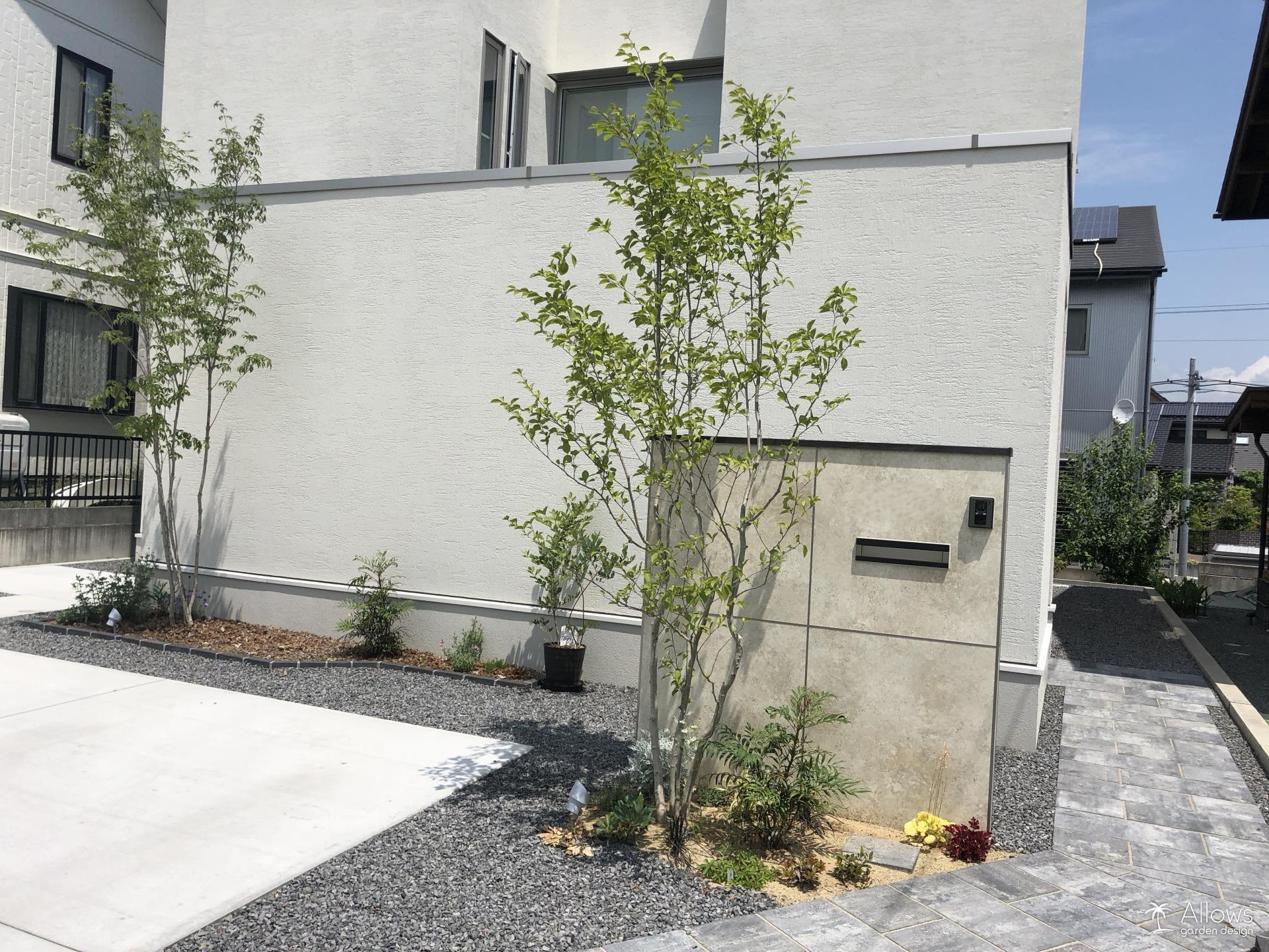 左・アオハダ　　右・アオダモ