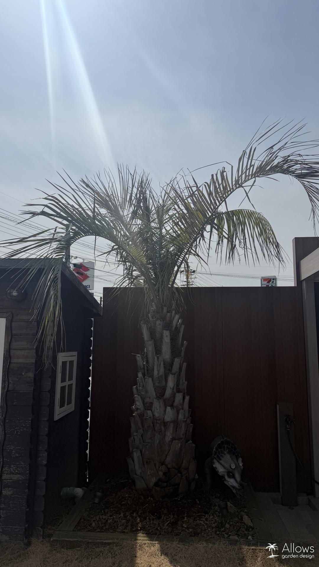 ココスヤシの『こも巻き』を外しました。