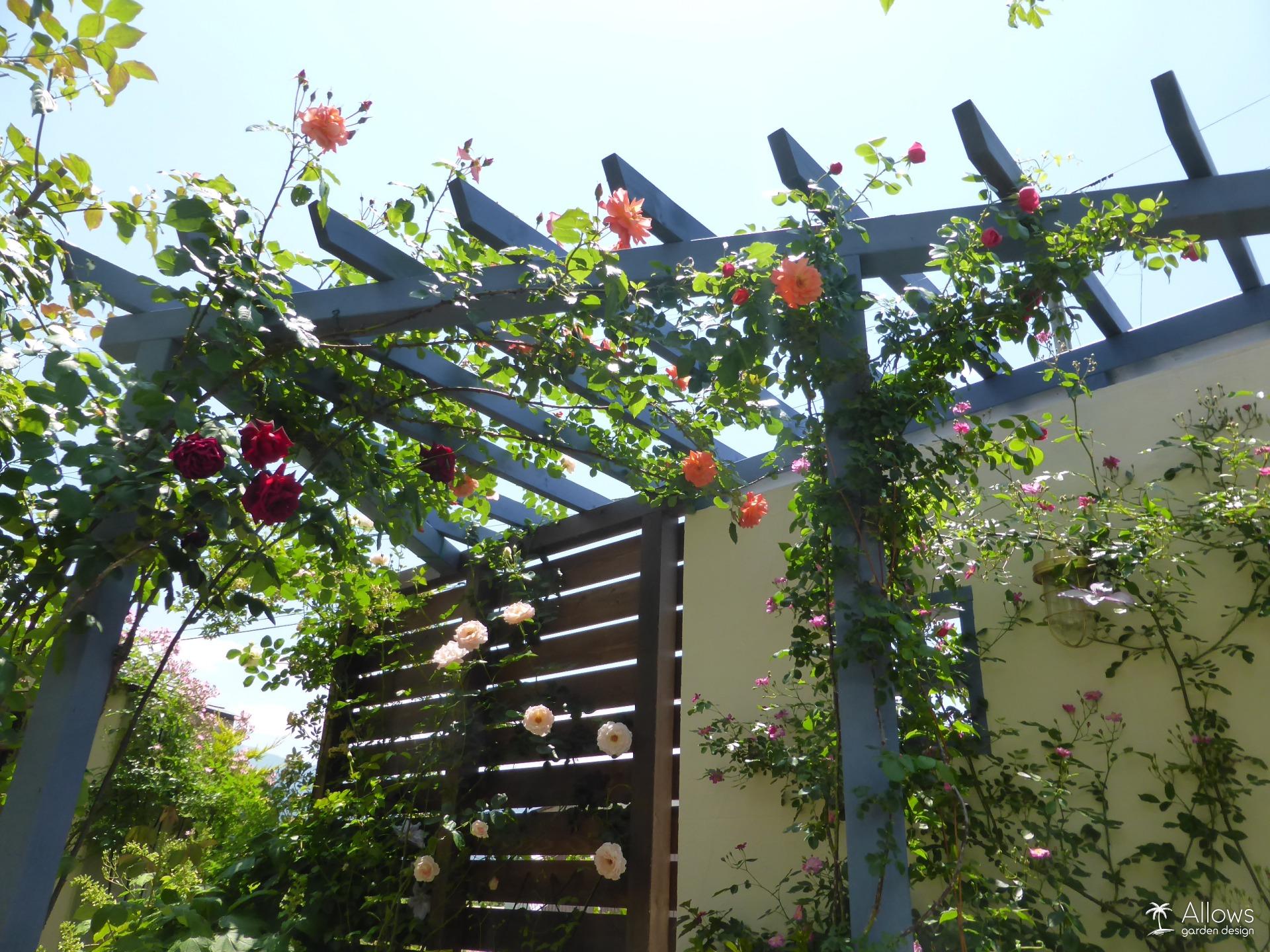 パーゴラとバラ