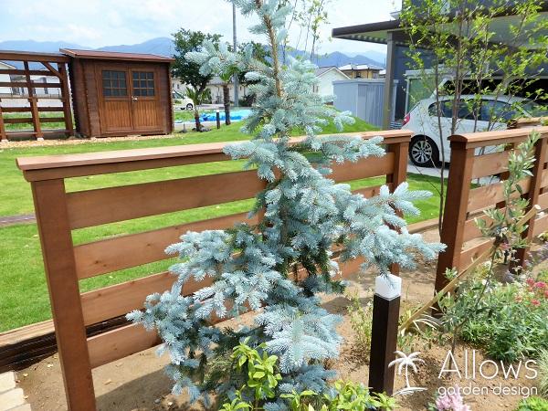 コロラドトウヒ ポプシー